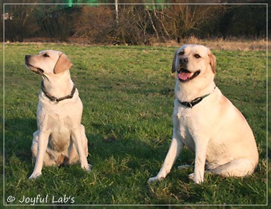 Joyful Lab's Classic Girl & Cuddly Girl