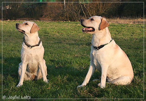 Joyful Lab's Classic Girl & Cuddly Girl