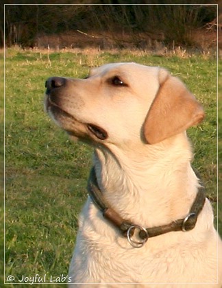 Joyful Lab's Classic Girl & Cuddly Girl