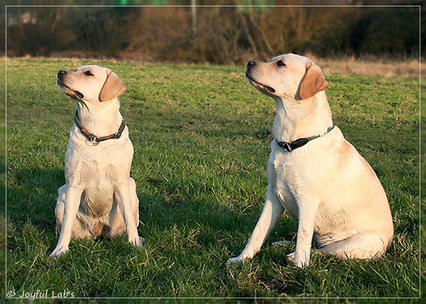 Joyful Lab's Classic Girl & Cuddly Girl