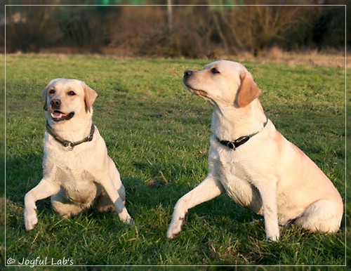 Joyful Lab's Classic Girl & Cuddly Girl