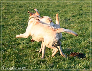 Joyful Lab's Classic Girl & Cuddly Girl