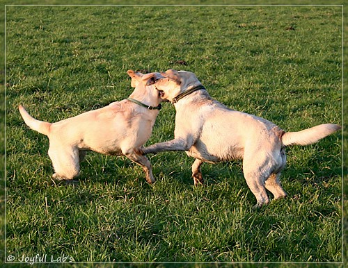 Joyful Lab's Classic Girl & Cuddly Girl