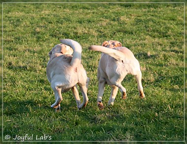 Joyful Lab's Classic Girl & Cuddly Girl