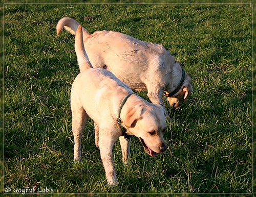 Joyful Lab's Classic Girl & Cuddly Girl