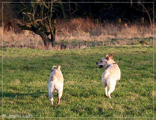 Joyful Lab's Classic Girl & Cuddly Girl