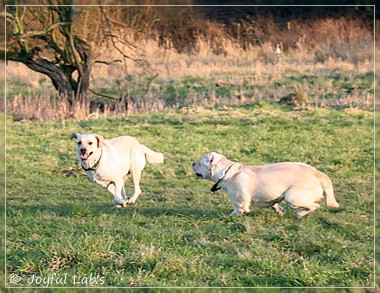 Joyful Lab's Classic Girl & Cuddly Girl