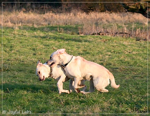 Joyful Lab's Classic Girl & Cuddly Girl