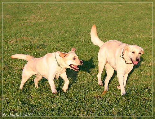 Joyful Lab's Classic Girl & Cuddly Girl