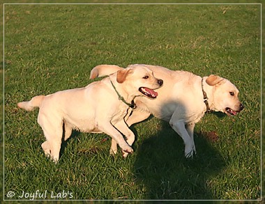 Joyful Lab's Classic Girl & Cuddly Girl