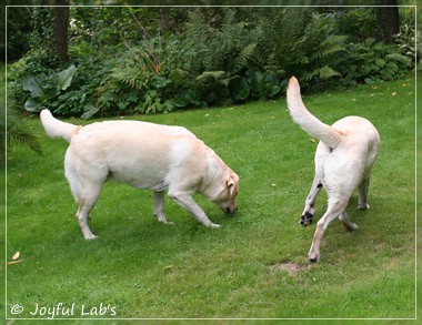 Joyful Lab's Cuddly Girl & Classic Girl