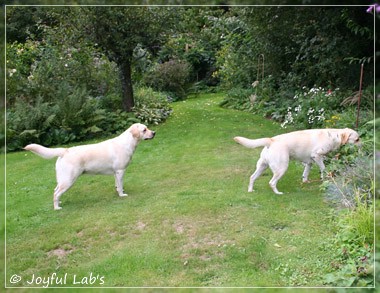 Joyful Lab's Cuddly Girl & Classic Girl