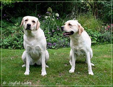 Joyful Lab's Cuddly Girl & Classic Girl