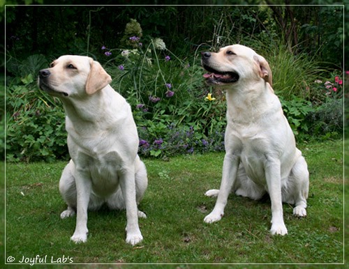 Joyful Lab's Cuddly Girl & Classic Girl