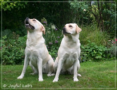 Joyful Lab's Cuddly Girl & Classic Girl