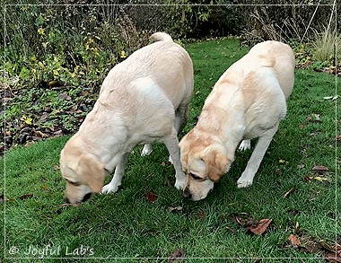 Joyful Lab's Classic Girl & Cuddly Girl