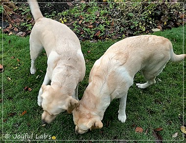 Joyful Lab's Classic Girl & Cuddly Girl