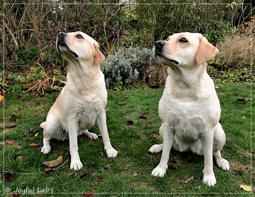 Joyful Lab's Classic Girl & Cuddly Girl