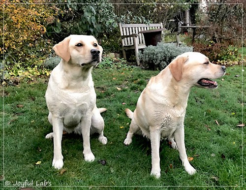 Joyful Lab's Classic Girl & Cuddly Girl