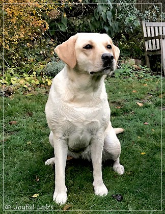 Joyful Lab's Cuddly Girl