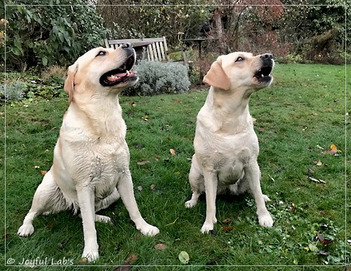 Joyful Lab's Classic Girl & Cuddly Girl