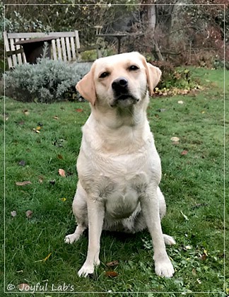 Joyful Lab's Cuddly Girl