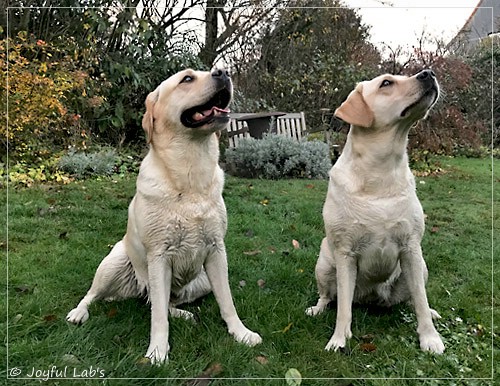 Joyful Lab's Classic Girl & Cuddly Girl