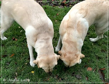 Joyful Lab's Classic Girl & Cuddly Girl