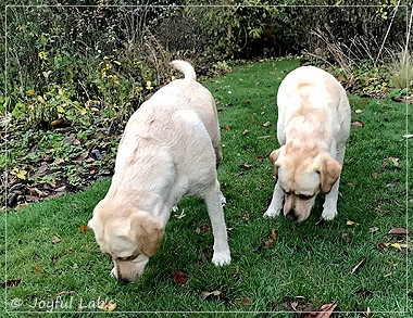 Joyful Lab's Classic Girl & Cuddly Girl