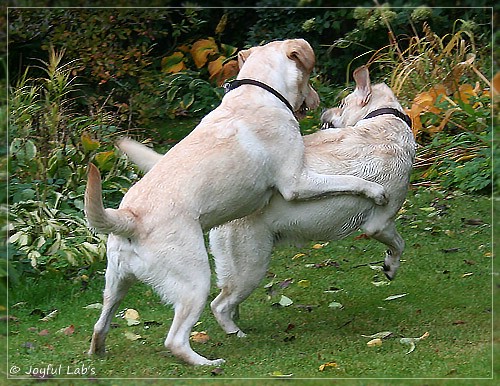 Joyful Lab's Cuddly Girl & Classic Girl