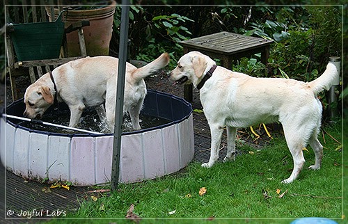 Joyful Lab's Cuddly Girl & Classic Girl