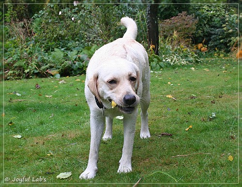 Joyful Lab's Cuddly Girl & Classic Girl