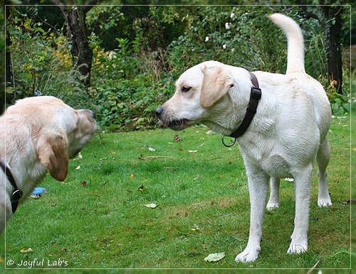 Joyful Lab's Cuddly Girl & Classic Girl