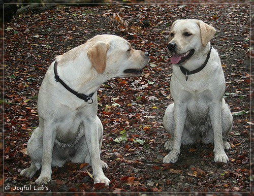 Joyful Lab's Cuddly Girl & Classic Girl