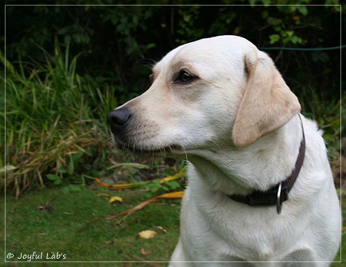 Joyful Lab's Cuddly Girl & Classic Girl