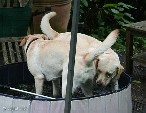 Joyful Lab's Cuddly Girl & Classic Girl