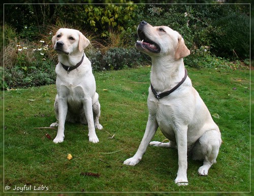 Joyful Lab's Cuddly Girl & Classic Girl