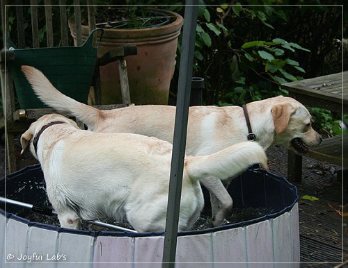 Joyful Lab's Cuddly Girl & Classic Girl