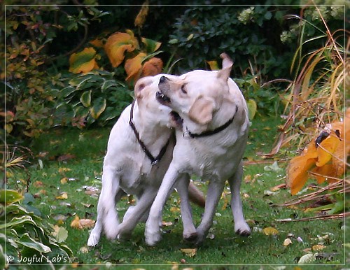 Joyful Lab's Cuddly Girl & Classic Girl