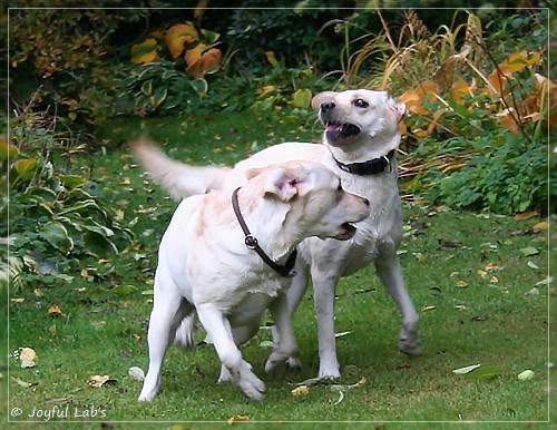 Joyful Lab's Cuddly Girl & Classic Girl