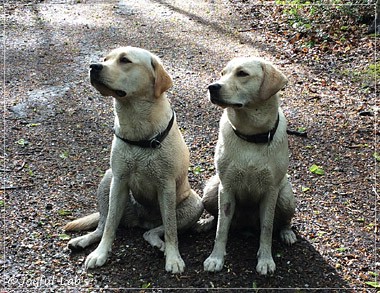 Joyful Lab's Cuddly Girl & Classic Girl