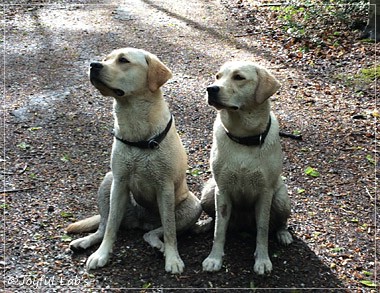 Joyful Lab's Cuddly Girl & Classic Girl