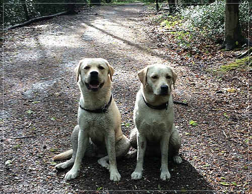 Joyful Lab's Cuddly Girl & Classic Girl