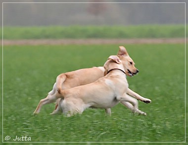 Joyful Lab's Cheeky Girl & Classic Girl