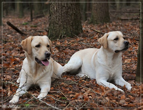 Joyful Lab's Cheeky Girl & Classic Girl