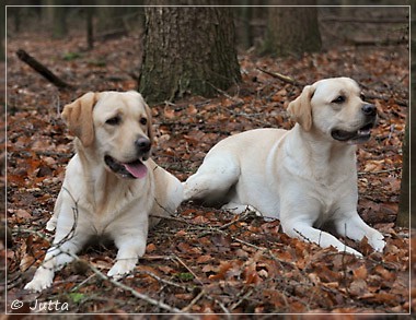 Joyful Lab's Cheeky Girl & Classic Girl