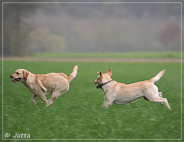 Joyful Lab's Cheeky Girl & Classic Girl