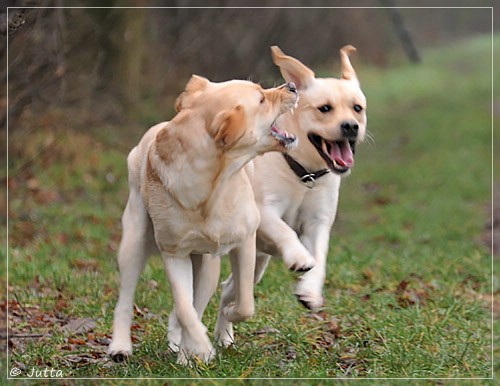 Joyful Lab's Cheeky Girl & Classic Girl