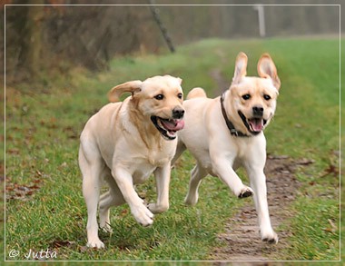 Joyful Lab's Cheeky Girl & Classic Girl