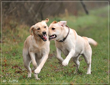 Joyful Lab's Cheeky Girl & Classic Girl